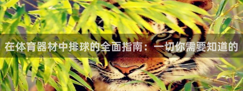 富联平台登入：在体育器材中排球的全面指南：一切你需要